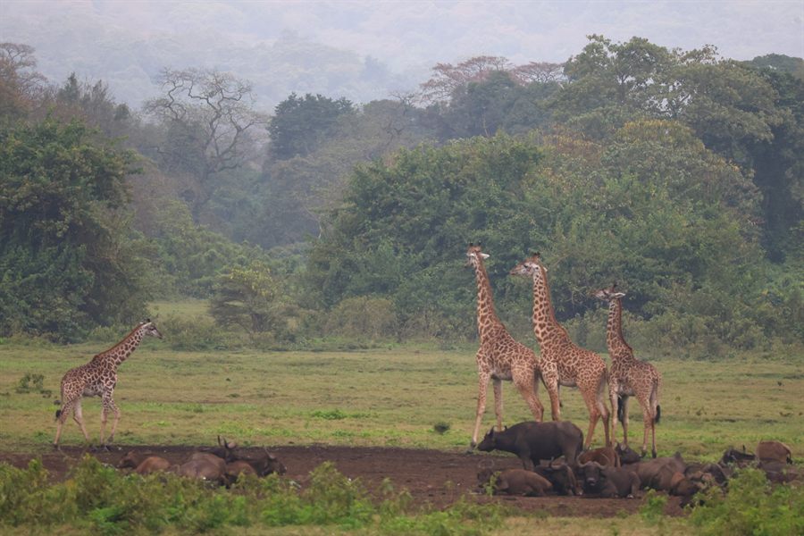 Giraffes in a forest clearing