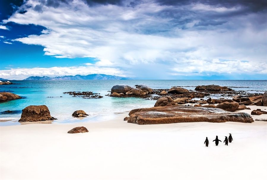 African penguins on a beach
