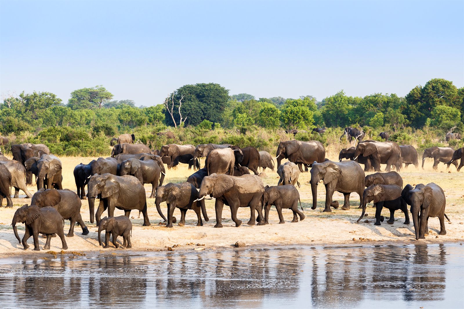 Herd of elephants drinking at the edge of a river in southern Africa